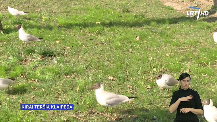 Žinios. Klaipėdoje siaučia kirai Žinios. Klaipėdoje siaučia kirai