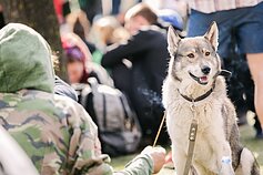 Kanapių kultūros diena Kanapių kultūros diena