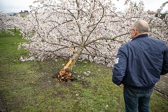 Vilniuje nuversta viena iš žydinčių sakurų Vilniuje nuversta viena iš žydinčių sakurų