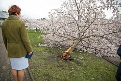 Vilniuje nuversta viena iš žydinčių sakurų Vilniuje nuversta viena iš žydinčių sakurų