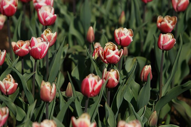 Prisikvieskite pavasarį į namus: floristės patarimai, kaip kurti kompozicijas su svogūniniais augalais