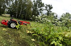 Sosnovskio barščiai Sosnovskio barščiai
