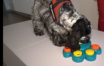 Burtus traukia anglų kokerspanielė Kleopatra Burtus traukia anglų kokerspanielė Kleopatra
