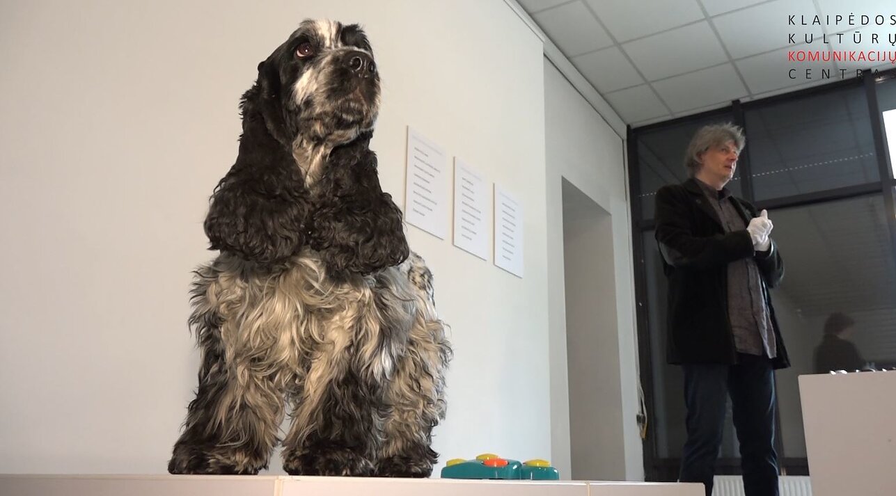 Burtus traukia anglų kokerspanielė Kleopatra Burtus traukia anglų kokerspanielė Kleopatra