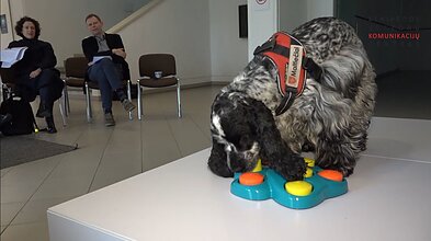 Burtus traukia anglų kokerspanielė Kleopatra Burtus traukia anglų kokerspanielė Kleopatra