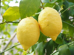 Citrina