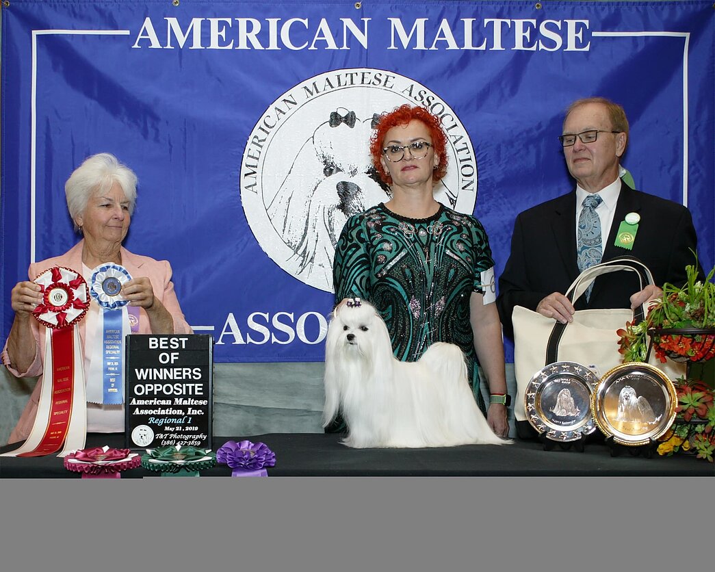 Bišonų apdovanojimai