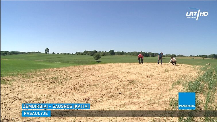 Sausas pavasaris, panašiai kaip ir pernai, į neviltį varo Dzūkijos ūkininkus Sausas pavasaris, panašiai kaip ir pernai, į neviltį varo Dzūkijos ūkininkus