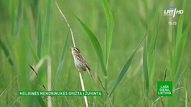 Ant prarajos ribos: nykstančios meldinės nendrinukės iš Somalio grįžta į Lietuvą Ant prarajos ribos: nykstančios meldinės nendrinukės iš Somalio grįžta į Lietuvą