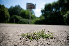 Radvilų progimnazijos sporto aikštynas
