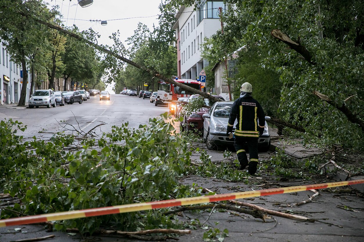 Vėjo nulaužtas medis užkrito ant automobilio Vėjo nulaužtas medis užkrito ant automobilio