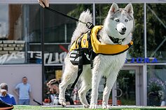 Šunų šuolių į vandenį turnyras