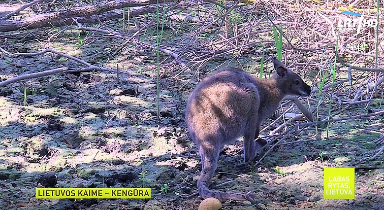 Rokiškio rajone naujas gyventojas – kengūriukas Ajazulis Rokiškio rajone naujas gyventojas – kengūriukas Ajazulis