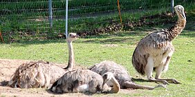 Birutės Dapkienės ūkis Birutės Dapkienės ūkis