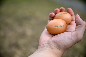 Kiaušiniai Kiaušiniai