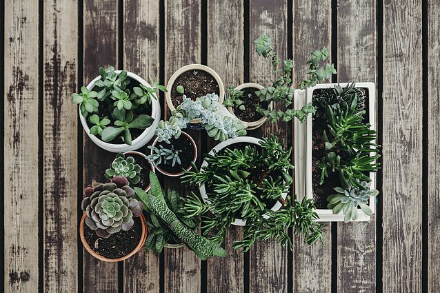 Žolinė – gėlėmis, augalais ir kitokia žaluma besipuošianti šventė: kokie renginiai numatomi jos proga?