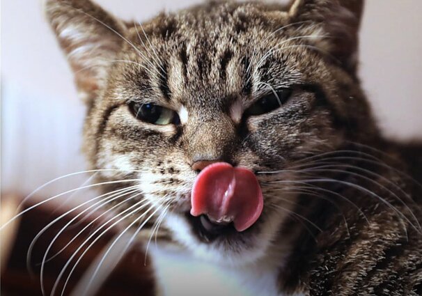 Mūsų gyvūnai. Zvimbiančios musės, mažasis lapiukas ir katė Pincė