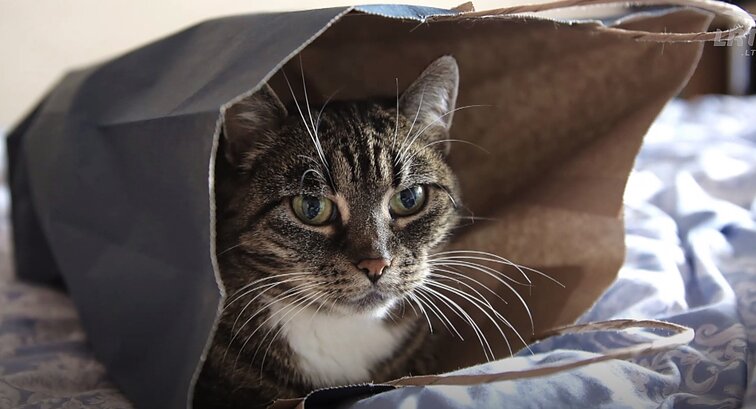 Fotomenininko Sauliaus Jankausko mūza tapusi katė Pincė