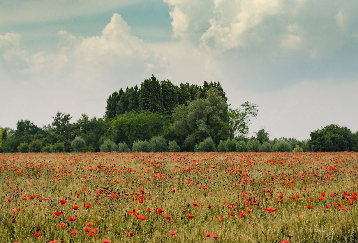 Henry Be/Unsplash nuotr., Pieva