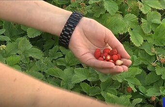 Gardening at Panevėžys Women's Correctional Facility