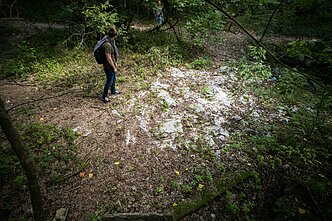The area is still littered by organic debris