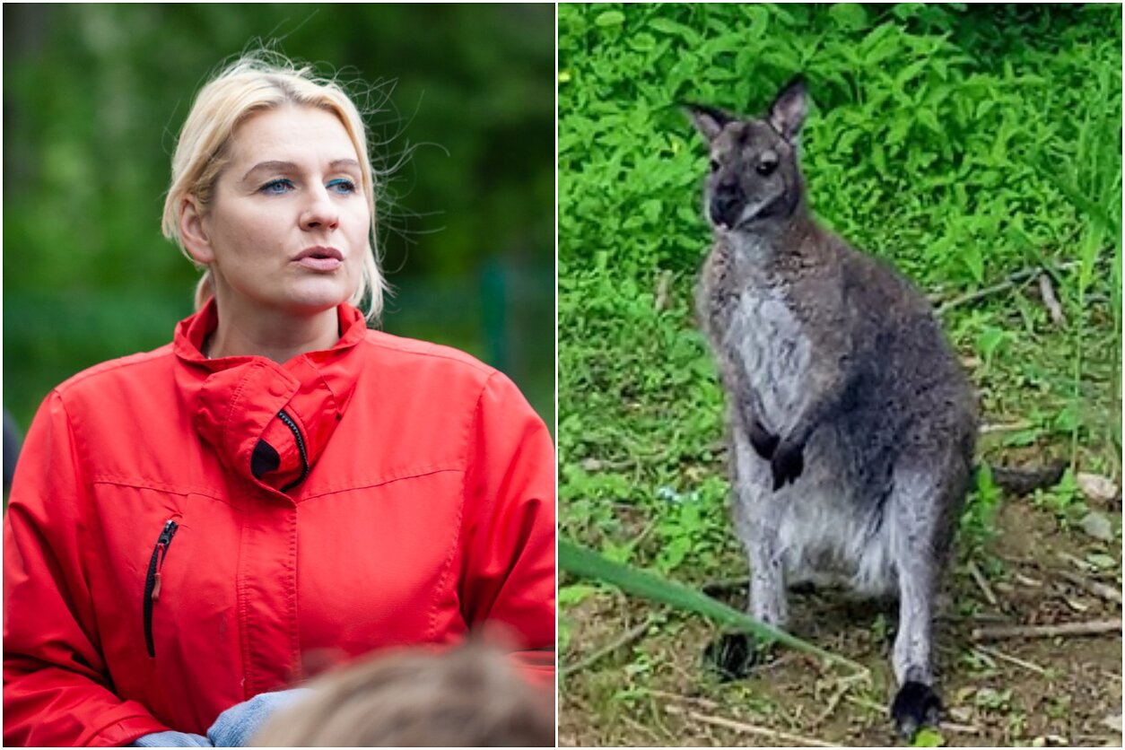 Birutė Dapkienė, kengūriukas Ajezulis Birutė Dapkienė, kengūriukas Ajezulis