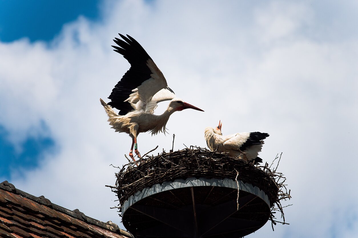 Jeremy Wermeille/Unsplash nuotr., Gandrai