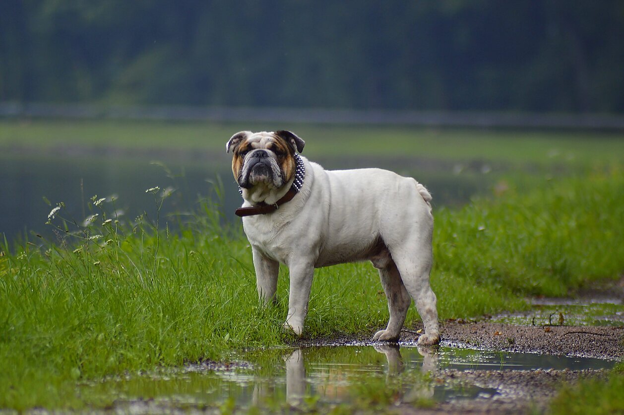 Šuo