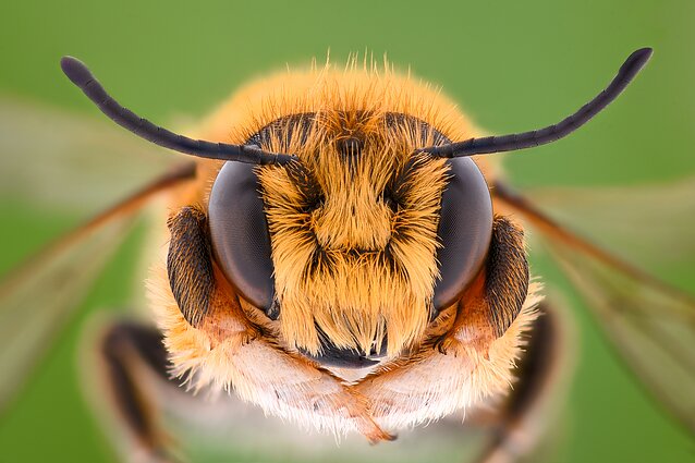 Bee Bee