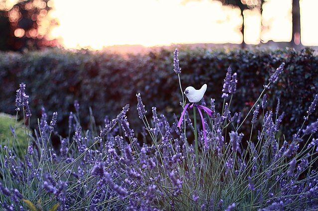 Levandos