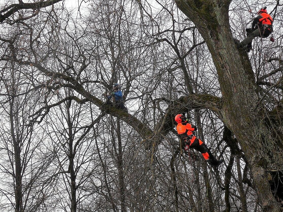 Lietuvos arboristų asociacijos nuotr., Aukštuminė arboristika