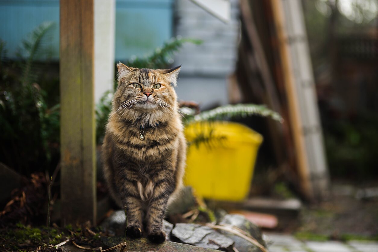 Cat Mapper (Max Ogden)/Unsplash nuotr.