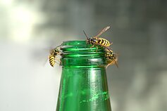 Vapsvas itin vilioja saldūs gaivieji gėrimai