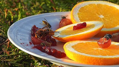 Širšės ant maisto