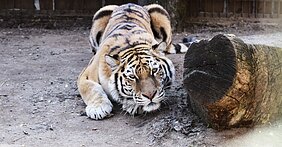 Lietuvos zoologijos sodo tigrai