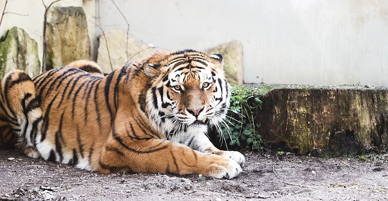 Lietuvos zoologijos sodo tigrai Lietuvos zoologijos sodo tigrai