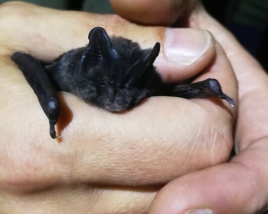 Ryto klausimas: kokį kultinį kino herojų įkvėpė šikšnosparnis?