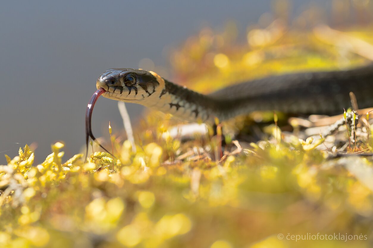 Geltonskruostis žaltys