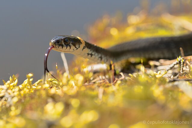 Geltonskruostis žaltys