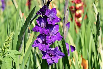 Kardelis