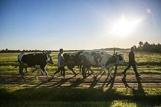 Karvės. Gyvulininkystė. Ūkis