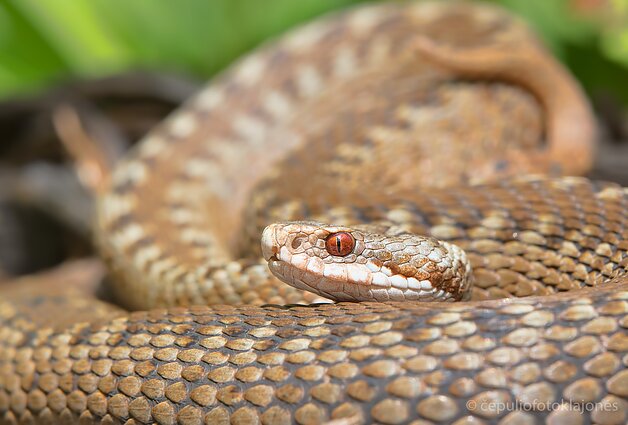 Šviesiai ruda angis