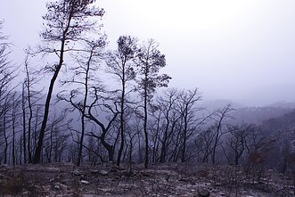 Gaisrai atogrąžų miškuose