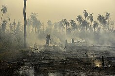 Amazonės miškų gaisrai Brazilijoje