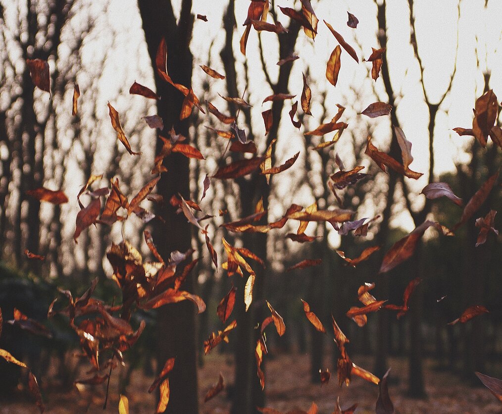 ipet photo/Unsplash nuotr.