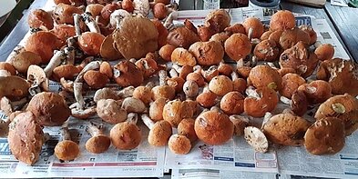 Grybautojai pastaruoju metu renka nemažą gėrybių derlių