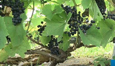 Grapes Grapes