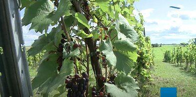 Grapes Grapes