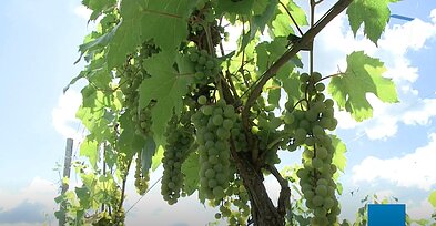 Grapes Grapes