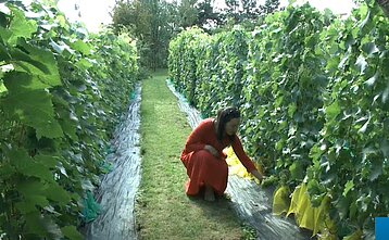 Karolina Diliautienė in her vineyard in south-eastern Lithuania Karolina Diliautienė in her vineyard in south-eastern Lithuania